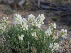Oxytropis sericea