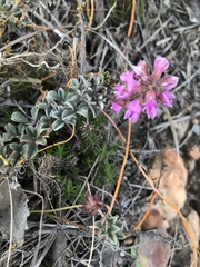 Indigofera mauritanica