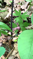 Arisaema triphyllum