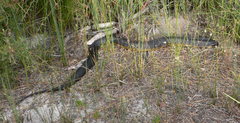 Notechis scutatus occidentalis