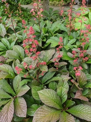 Rodgersia aesculifolia