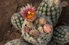 Escobaria sneedii leei