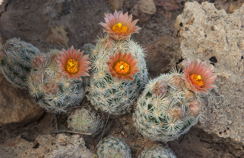 Escobaria sneedii