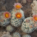 Carpet Foxtail Cactus - Photo (c) Ad Konings, some rights reserved (CC BY-NC), uploaded by Ad Konings