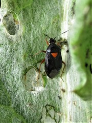 Deraeocoris ventralis ventralis