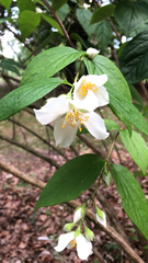 Philadelphus coronarius