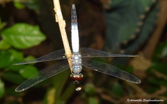 Brachydiplax sobrina