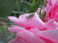 Chrysanthia reitteri