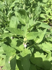 Symphytum officinale