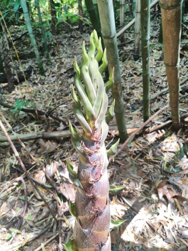 Phyllostachys nigra iNat (3)