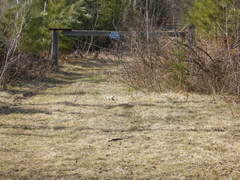 Poliocitellus franklinii