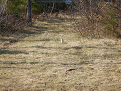 Poliocitellus franklinii