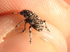 Colecerus marmoratus