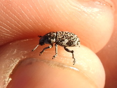 Colecerus marmoratus