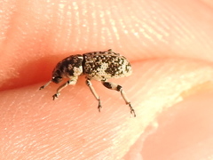 Colecerus marmoratus