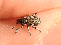 Colecerus marmoratus