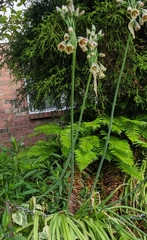 Allium siculum