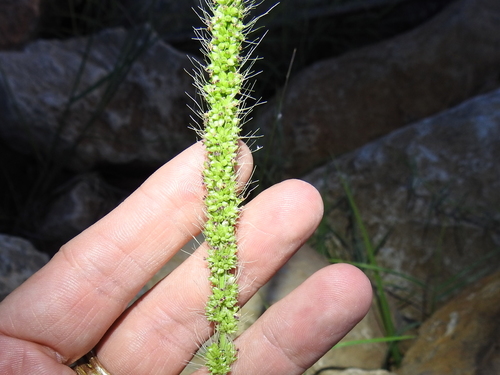 Image of Setaria macrostachya by (c) Sam Kieschnick, some rights reserved (CC BY)
