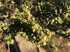 Phylica buxifolia