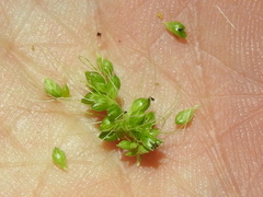 Setaria macrostachya