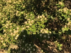 Phylica buxifolia