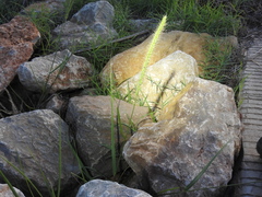 Setaria macrostachya