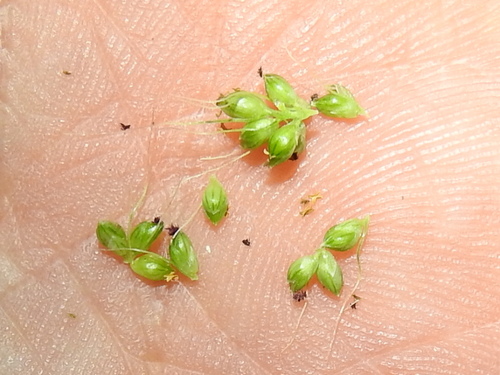 Image of Setaria macrostachya by (c) Sam Kieschnick, some rights reserved (CC BY)