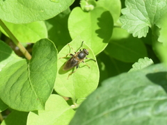 Teuchocnemis lituratus