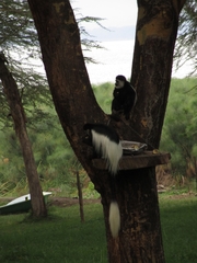 Colobus guereza matschiei
