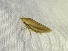 Prairiana