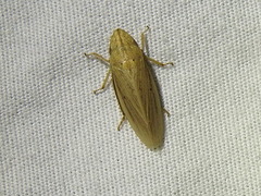 Prairiana