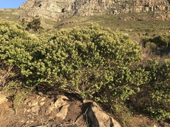 Phylica buxifolia