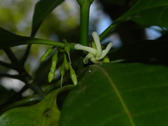 Tabernaemontana citrifolia