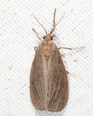 Virbia opella