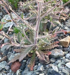 Streptanthus glandulosus pulchellus