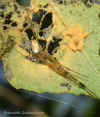 Tylorida