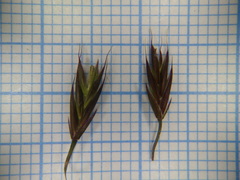 Festuca valesiaca