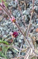 Streptanthus glandulosus pulchellus