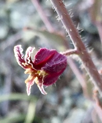 Streptanthus glandulosus pulchellus
