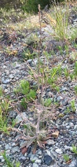 Streptanthus glandulosus pulchellus