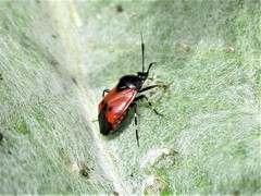 Deraeocoris rutilus