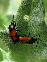 Deraeocoris rutilus