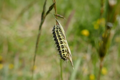 Zygaena lonicerae