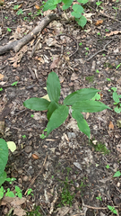 Maianthemum racemosum