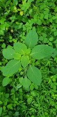 Impatiens pallida