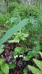 Convallaria majalis