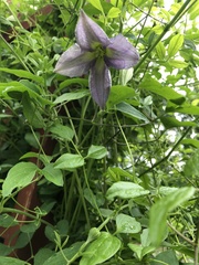 Clematis occidentalis