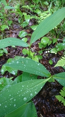 Convallaria majalis
