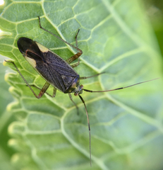 Closterotomus trivialis