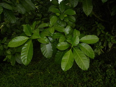 Tabernaemontana citrifolia